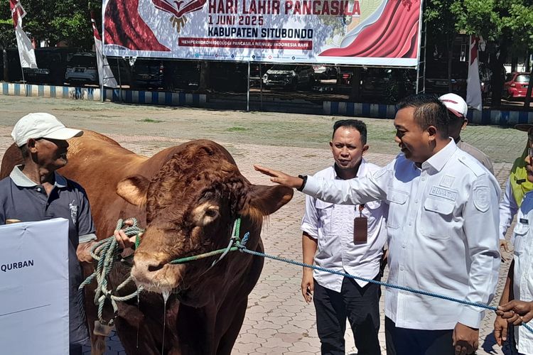 Presiden Republik Indonesia Prabowo Subianto memberikan bantuan kurban sapi seberat 1.16 ton di Kabupaten Situbondo, Provinsi Jawa Timur pada Rabu (4/6/2025). 