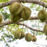 Simak, Cara Menanam Durian agar Buahnya Lebat