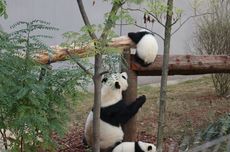 Menyaksikan Panda-panda Menggemaskan di Pusat Penangkaran di Chengdu China