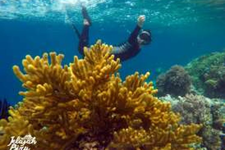 Jamil Sutresno (Eno), peserta Ekowisata yang digelar Synthesis Development-WWF Indonesia, tengah menikmati keindahan biota laut di Kepulauan Wakatobi, Sulawesi Tenggara.