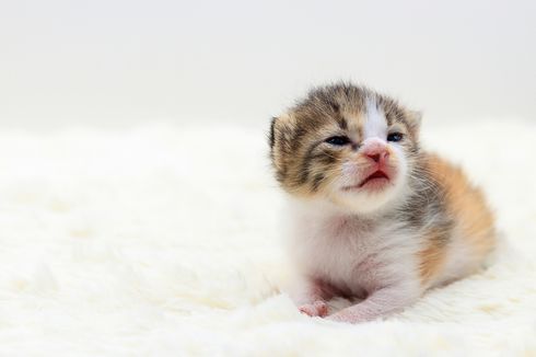 Jangan Sembarangan, Begini Cara Merawat Anak Kucing yang Baru Lahir