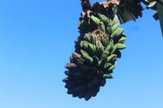 Cara Menanam Pisang Kepok Tanjung agar Cepat Berbuah