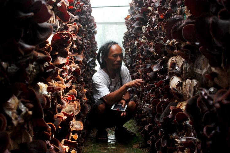 Syaiful Gimbal, warga Desa Gonggang Magetan yang  berhasil membudidayakan jamur kuping  yang mempunyai nilai jual tinggi.