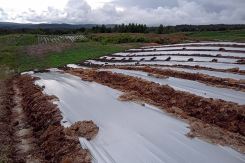 Beralihnya Tim Pengelolaan Food Estate Humbahas dari Kementan ke Kemenko Marves