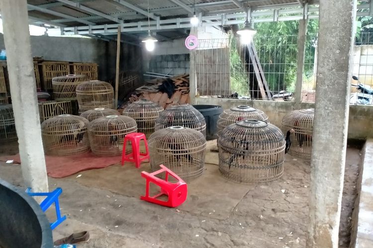 Lokasi sabung ayam yang dianggap polisi sebagai praktik perjudian digerebek di Citayam, Bogor, Jawa Barat, Selasa (18/2/2020).