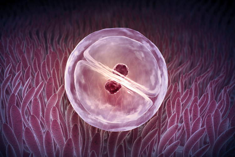 Ilustrasi pembelahan sel
