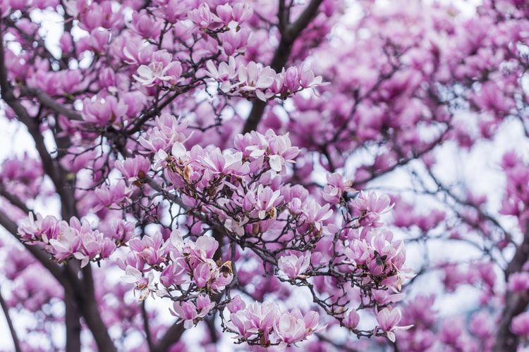 5 Cara Membuat Pohon Magnolia Semakin Mempercantik Taman