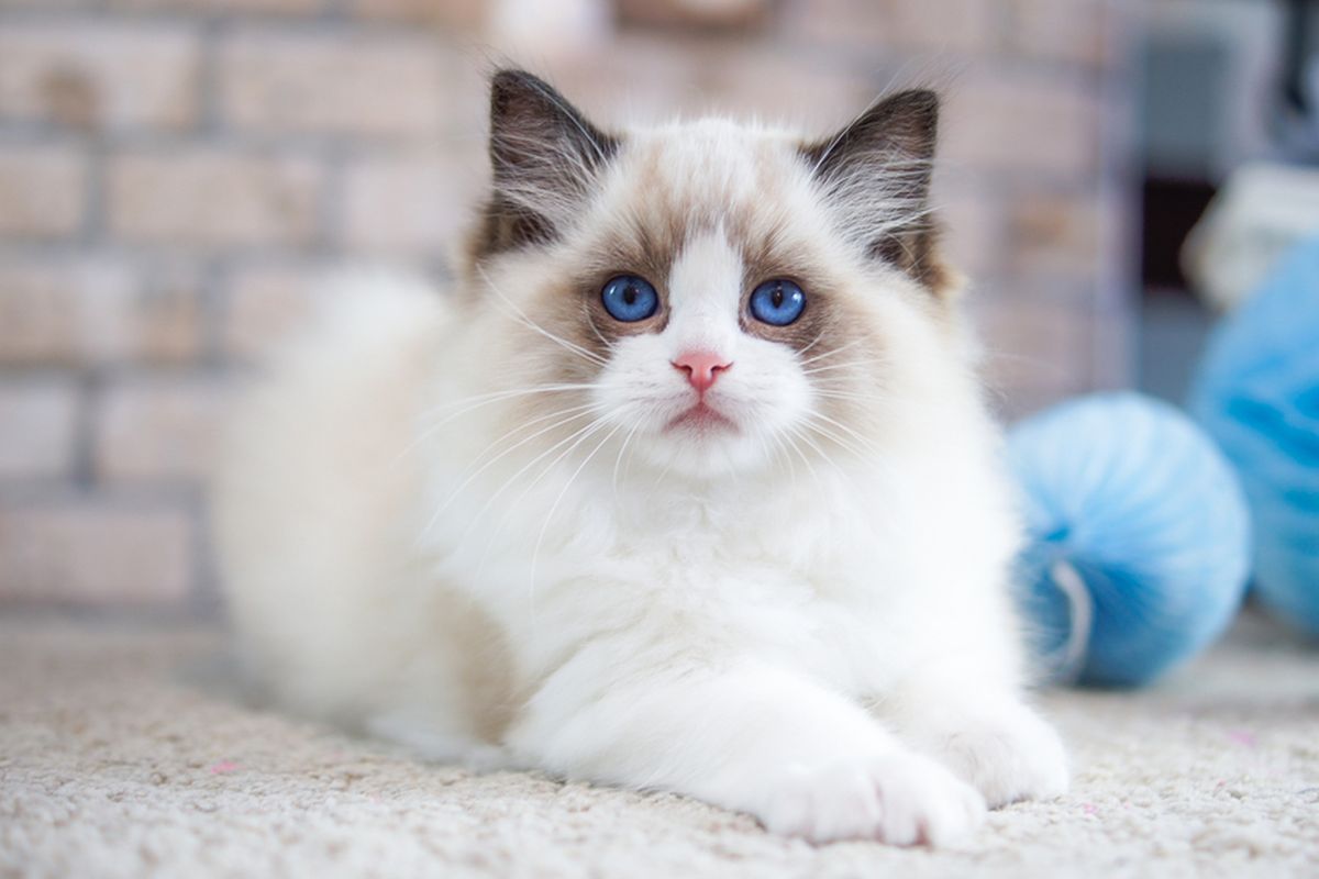 Ilustrasi kucing Ragdoll.