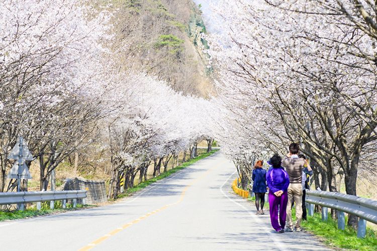 Jalur utama bunga sakura di Sejong, Korea Selatan.