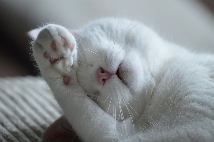 Ilustrasi kucing menutup wajahnya saat tidur. 