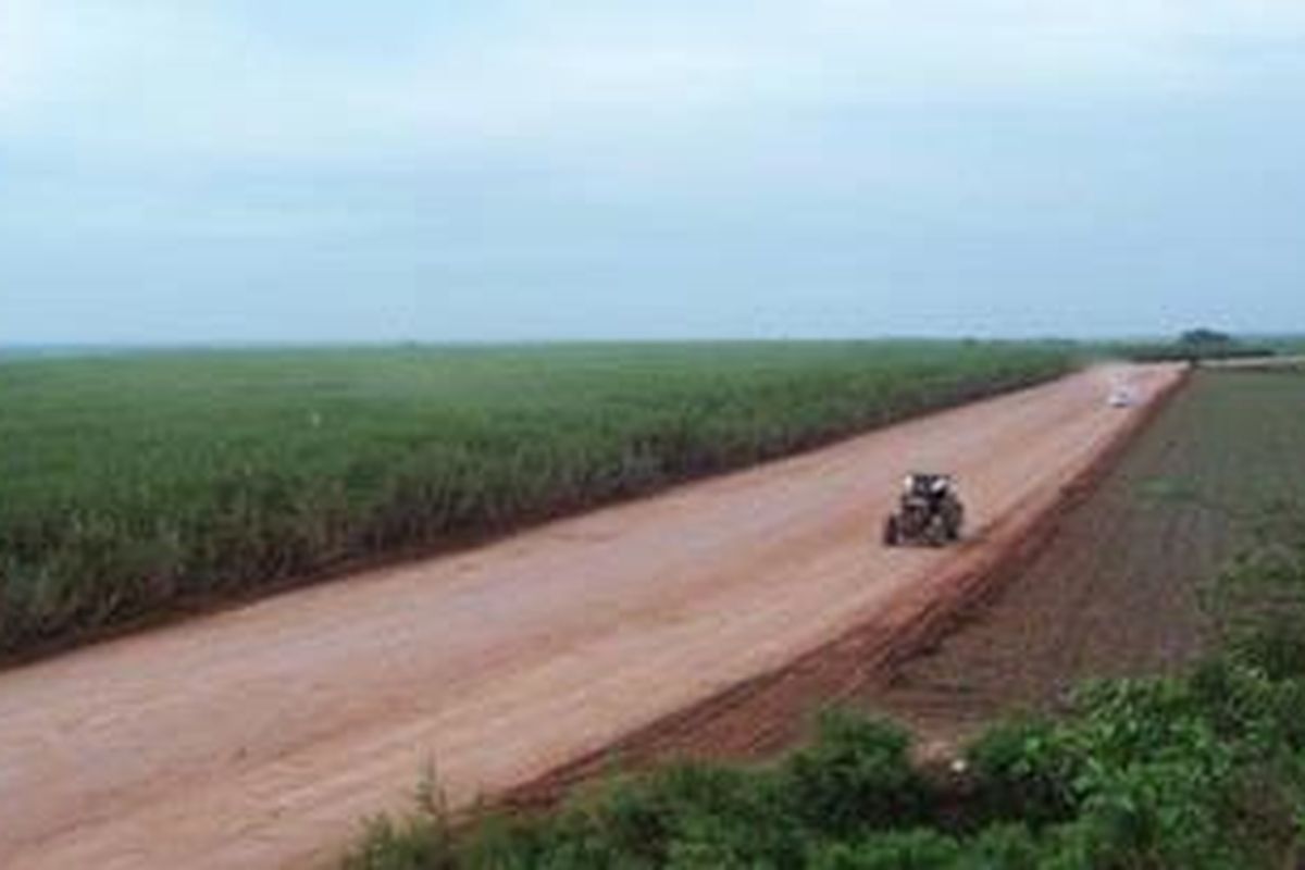 ilustrasi perkebunan tebu