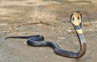 Mushukdagi erogen zonalar
