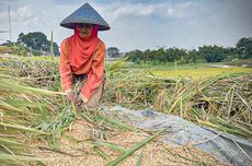 Agripreneur Dinilai Dorong Berkembangnya Hilirisasi Pertanian dan Ciptakan Wirausaha Unggul