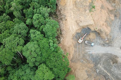 Deforestasi, Indonesia Salah Satu Negara Pembabat Hutan Terbanyak