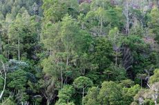 Tambang Ilegal dan Perambahan Jadi Ancaman untuk Kawasan Konservasi Gorontalo
