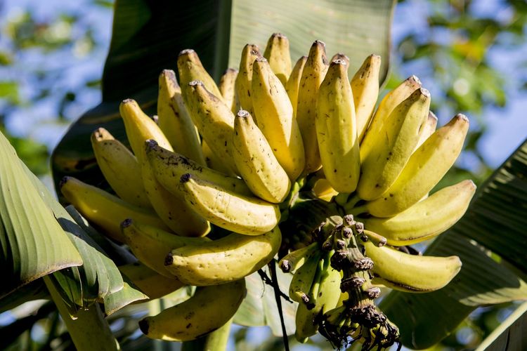 Ilustrasi buah pisang, tanaman pisang, pohon pisang. 