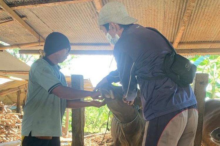 Petugas memvaksin PMK hewan kurban yang diperdagangkan di Kabupaten Buleleng, Provinsi Bali.