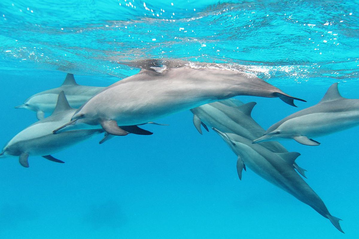 Ilustrasi Lumba-lumba Pemintal (Spinner Dolphin).