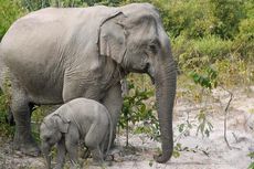 Hewan Juga Berhitung, Gajah Asia Salah Satu Juaranya 