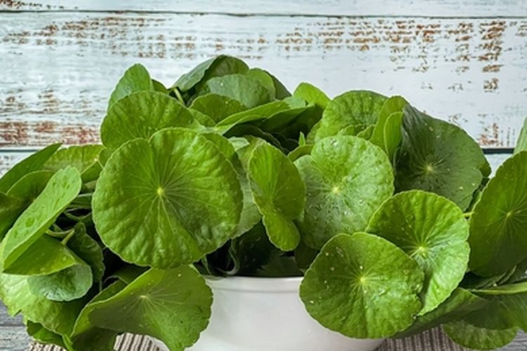 Daun pegagan yang sudah dipanen