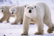 Lindungi Anaknya, Seorang Ayah di Kanada Tewas Diserang Beruang Kutub