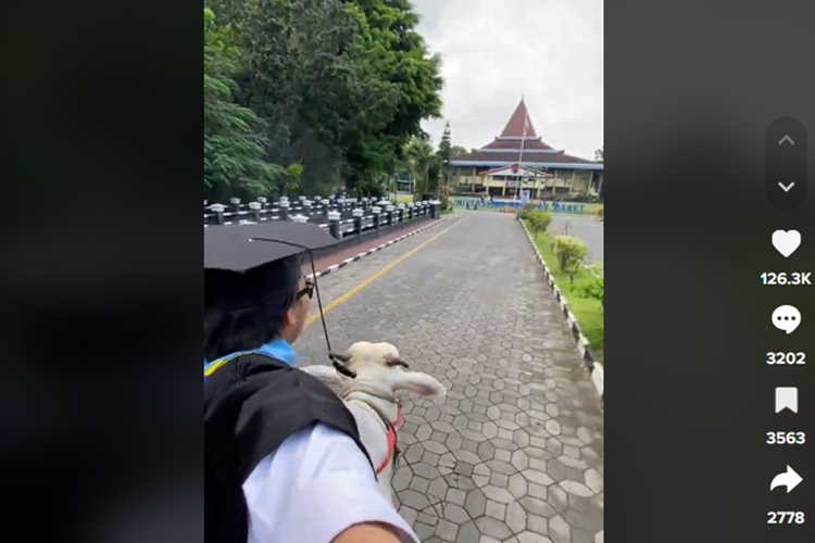 Video seorang wisudawan wisudawan Universitas Sebelas Maret (UNS) menunggangi sapi di kampus