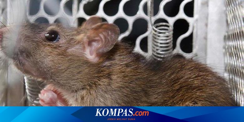Mengusir Tikus Si Omnivora Yang Oportunis Halaman All Kompas Com