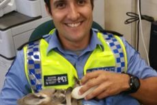 Bayi Kanguru Anggap Seorang Polisi sebagai Induknya