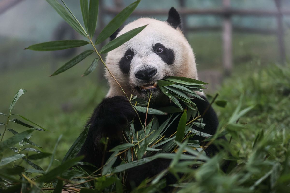 Seekor Panda berada di areal kandang Taman Safari Indonesia, Cisarua, Bogor, Jawa Barat, Jumat (5/2/2021). Takin bergabung sebagai keluarga besar TSI dari tahun 2017 bersamaan dengan sepasang Giant Panda yang berasal dari Tiongkok. Pengunjung dapat melihat satwa Takin di Istana Panda Indonesia yang berada pada ketinggian 1.417 mdpl di area TSI. Berapa harga tiket Taman Safari Bogor dan cara pesan paket tour Taman Safari Bogor.