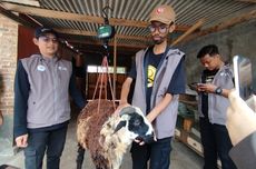 Pemerataan Gizi, Dompet Dhuafa Kirim 15 Ribu Domba ke Daerah Minim Pekurban
