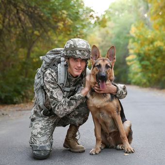 Ilustrasi ras anjing German Shepherd yang banyak digunakan untuk membantu tugas militer dan polisi. 