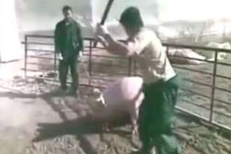 Foto ini diambil dari video yang merekam aksi kekejaman beberapa pekerja peternakan di Spanyol saat membunuh seekor babi dengan menggunakan sebilah pedang.