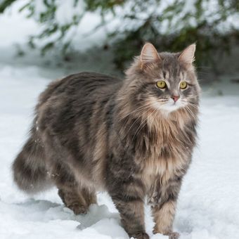 Ilustrasi kucing Siberian.