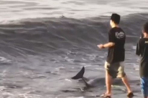Lumba-lumba Terdampar di Pantai Blimbingsari Banyuwangi