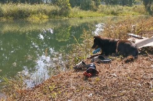 Anjing Ini Duduk di Tepi Danau Tempat Pemiliknya Jatuh dan Tenggelam