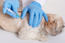 Ketahui, Ini Jenis Vaksin yang Wajib Diberikan pada Anjing