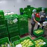 Masyarakat Serbu Produk Tanaman Herbal, Penjualan TaniHub Naik 150 Persen
