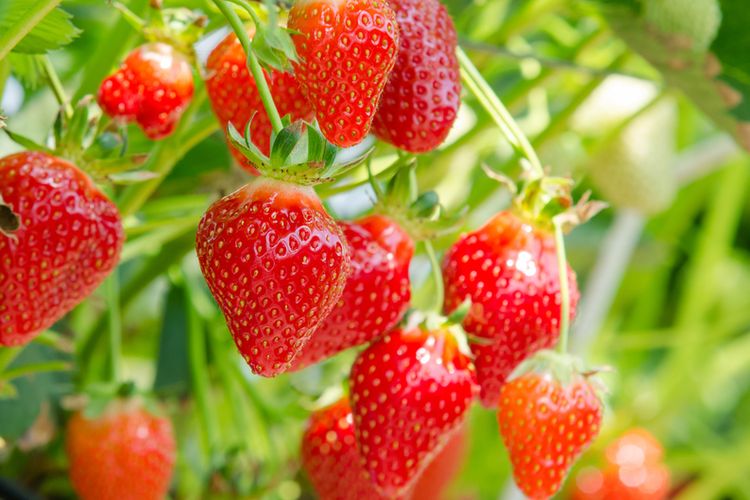 Ilustrasi tanaman stroberi, tanaman strawberry, menanam strawberry. 