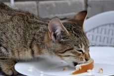 Jangan Beri Makanan Sisa untuk Kucing, Ini Bahayanya