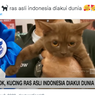 Ramai soal Kucing Busok Ras Asli Indonesia yang Diakui Dunia, Kucing Apa Itu?