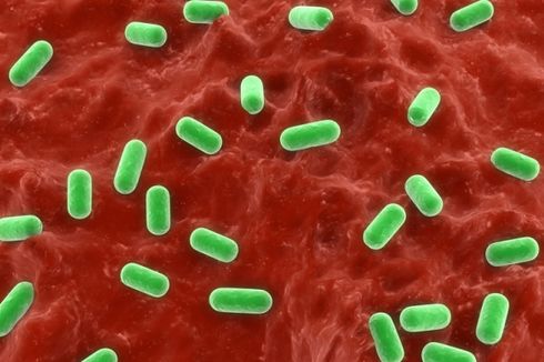 Sering Dianggap Buruk, Bakteri Sebetulnya Juga Dibutuhkan oleh Tubuh