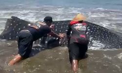 Fenomena Aneh: Hiu Paus Muda Makin Sering Terdampar di Indonesia, Naik Lima Kali Lipat Sejak 2020