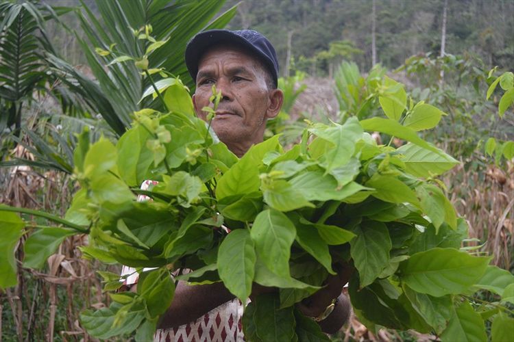 Seorang warga Dusun Napasingkam, Desa Tarabintang, Kecamatan Tarabintang, Humbang Hasundutan mengumpulkan daun gambir untuk diolah menjadi gambir. Masyarakat di dusun ini saat ini memiliki hak kelola atas 391 hektare Hutan Kemasyarakatan (HKm) yang izinnya dikeluarkan Menteri Lingkungan Hidup dan Kehutanan pada 2017 yang lalu. Gambir adalah salah satu potensi yang dimiliki di dusun ini. 