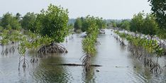 Manfaat Rehabilitasi Mangrove untuk Kesejahteraan Masyarakat Lewat Silvofishery 