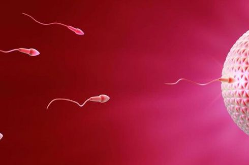 Inilah Rahasia dari Canggihnya Gaya Renang Sperma Manusia
