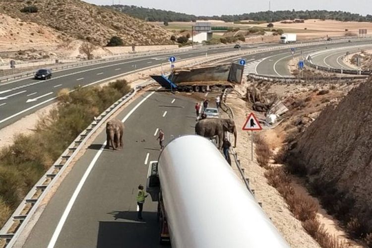 Sebuah truk yang mengangkut lima ekor gajah sirkus terbalik di jalan raya, di Spanyol, Senin (2/4/2018). Seekor gajah mati dalam insiden itu. (Twitter/Gregorio Serrano)