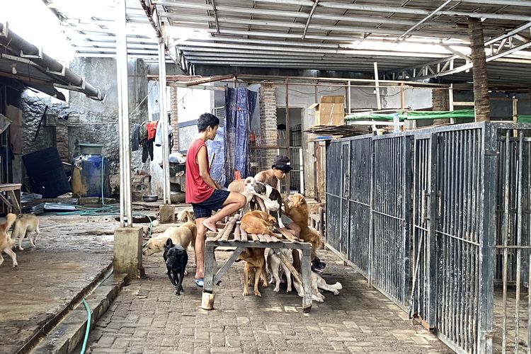 800 Anjing di Pejaten Shelter, Ketika Tempat Singgah Jadi Rumah Selamanya