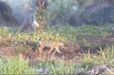 Harimau Bonita Kembali Muncul di Kebun Sawit, Warga Diimbau Waspada