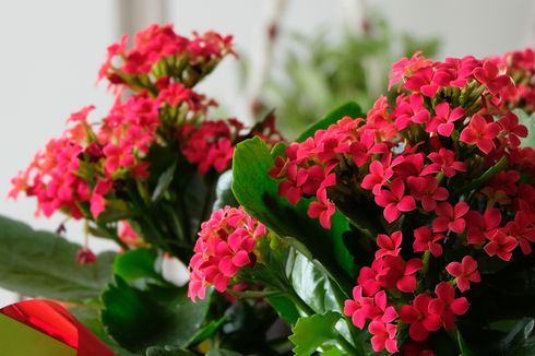 10 Tanaman Bunga Indoor yang Dapat Mencerahkan Ruangan 
