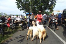 Pasar Hewan Tutup, Pedagang di Lumajang Nekat Jualan Kambing di Pinggir Jalan